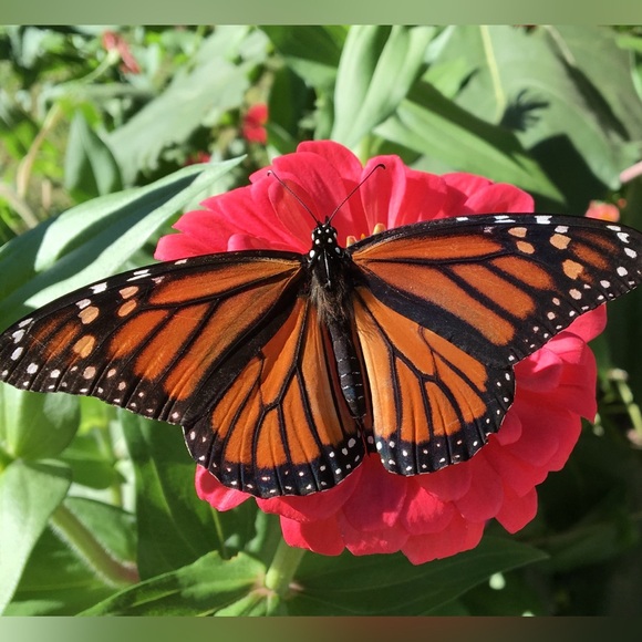 Meet the Posher - Picture 4 of 4